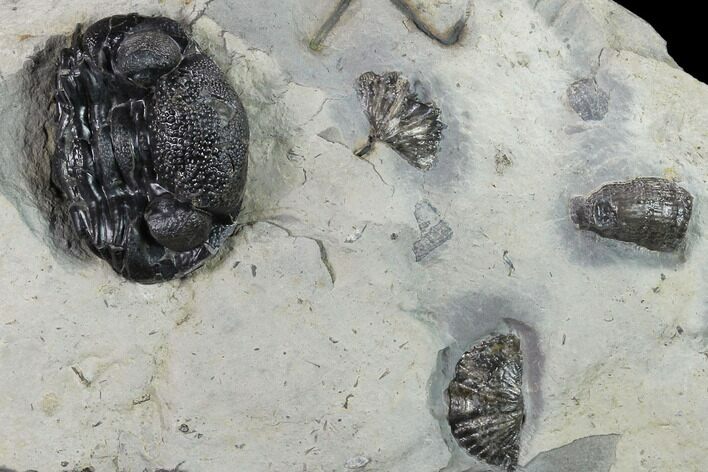 Wide, Enrolled Eldredgeops Trilobite With Brachs - Ohio #133585